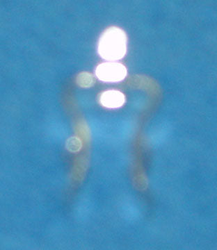 FUSE CLIP 1A1907-06-R  (ROHS) [E02326] for ICE game(s)